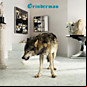 Review of Grinderman 2